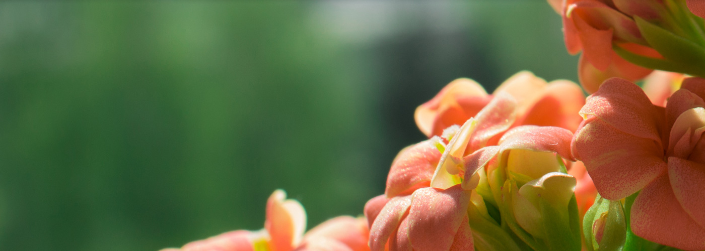 Ziegler Erden Blumen